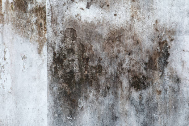 Best Commercial Mold Inspection  in Millbourne, PA