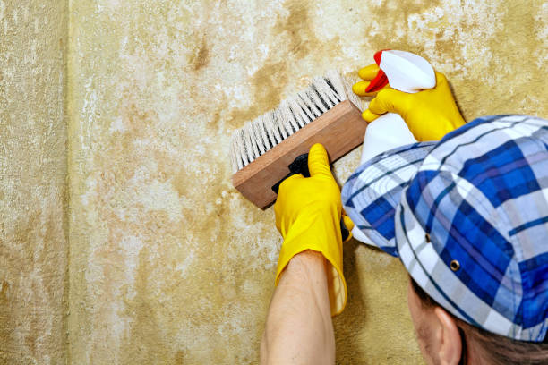 Dehumidification Services in Millbourne, PA