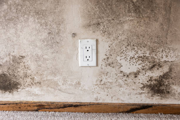 Mold Remediation for Vacation Homes in Millbourne, PA